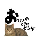 【敬語まじり】リアルねこのやさしいことば（個別スタンプ：7）