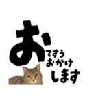【敬語まじり】リアルねこのやさしいことば（個別スタンプ：9）