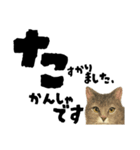 【敬語まじり】リアルねこのやさしいことば（個別スタンプ：10）