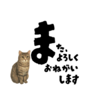 【敬語まじり】リアルねこのやさしいことば（個別スタンプ：11）