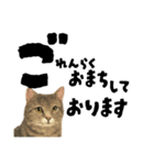 【敬語まじり】リアルねこのやさしいことば（個別スタンプ：12）