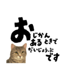 【敬語まじり】リアルねこのやさしいことば（個別スタンプ：13）