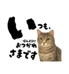 【敬語まじり】リアルねこのやさしいことば（個別スタンプ：14）