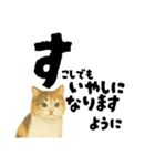 【敬語まじり】リアルねこのやさしいことば（個別スタンプ：15）