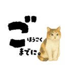 【敬語まじり】リアルねこのやさしいことば（個別スタンプ：16）