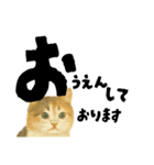 【敬語まじり】リアルねこのやさしいことば（個別スタンプ：17）