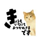 【敬語まじり】リアルねこのやさしいことば（個別スタンプ：18）