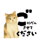 【敬語まじり】リアルねこのやさしいことば（個別スタンプ：22）