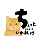【敬語まじり】リアルねこのやさしいことば（個別スタンプ：23）