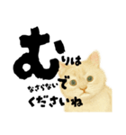 【敬語まじり】リアルねこのやさしいことば（個別スタンプ：25）