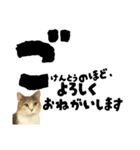 【敬語まじり】リアルねこのやさしいことば（個別スタンプ：30）