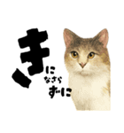 【敬語まじり】リアルねこのやさしいことば（個別スタンプ：31）