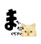 【敬語まじり】リアルねこのやさしいことば（個別スタンプ：35）