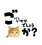 【敬語まじり】リアルねこのやさしいことば（個別スタンプ：36）