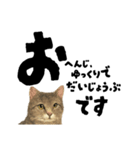 【敬語まじり】リアルねこのやさしいことば（個別スタンプ：37）
