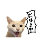 にゃんまる叫びスタンプ（個別スタンプ：1）