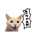 にゃんまる叫びスタンプ（個別スタンプ：2）