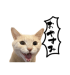 にゃんまる叫びスタンプ（個別スタンプ：3）