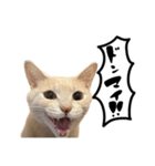 にゃんまる叫びスタンプ（個別スタンプ：7）