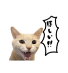 にゃんまる叫びスタンプ（個別スタンプ：10）