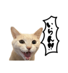 にゃんまる叫びスタンプ（個別スタンプ：11）