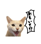 にゃんまる叫びスタンプ（個別スタンプ：19）