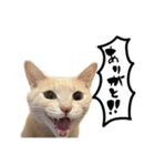 にゃんまる叫びスタンプ（個別スタンプ：24）