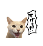 にゃんまる叫びスタンプ（個別スタンプ：25）
