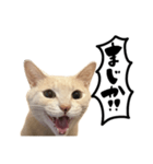 にゃんまる叫びスタンプ（個別スタンプ：30）