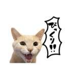 にゃんまる叫びスタンプ（個別スタンプ：33）