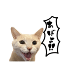 にゃんまる叫びスタンプ（個別スタンプ：34）