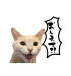 にゃんまる叫びスタンプ（個別スタンプ：35）