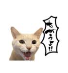 にゃんまる叫びスタンプ（個別スタンプ：37）