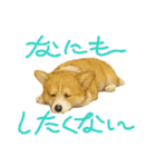 『コーギー』のスタンプ（個別スタンプ：1）