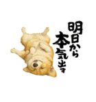 『コーギー』のスタンプ（個別スタンプ：2）