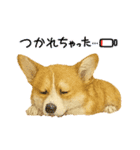 『コーギー』のスタンプ（個別スタンプ：3）