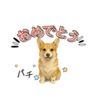 『コーギー』のスタンプ（個別スタンプ：13）