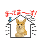 『コーギー』のスタンプ（個別スタンプ：18）