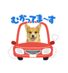 『コーギー』のスタンプ（個別スタンプ：19）