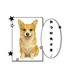 『コーギー』のスタンプ（個別スタンプ：23）
