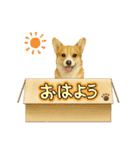 『コーギー』のスタンプ（個別スタンプ：28）