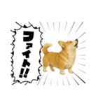『コーギー』のスタンプ（個別スタンプ：38）