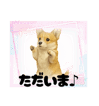 『コーギー』のスタンプ（個別スタンプ：39）