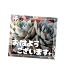 癒やし植物スタンプ（個別スタンプ：1）