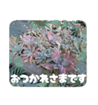 癒やし植物スタンプ（個別スタンプ：3）