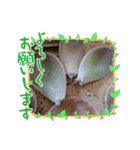 癒やし植物スタンプ（個別スタンプ：4）