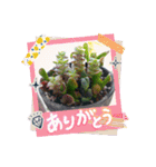 癒やし植物スタンプ（個別スタンプ：5）