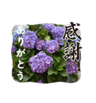 癒やし植物スタンプ（個別スタンプ：6）