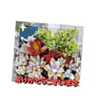 癒やし植物スタンプ（個別スタンプ：7）