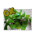 癒やし植物スタンプ（個別スタンプ：8）
